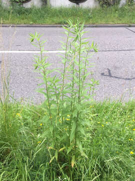 Image of Canada goldenrod