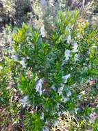 Prostanthera monticola B. J. Conn resmi