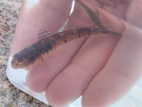 Image of Sand Goby