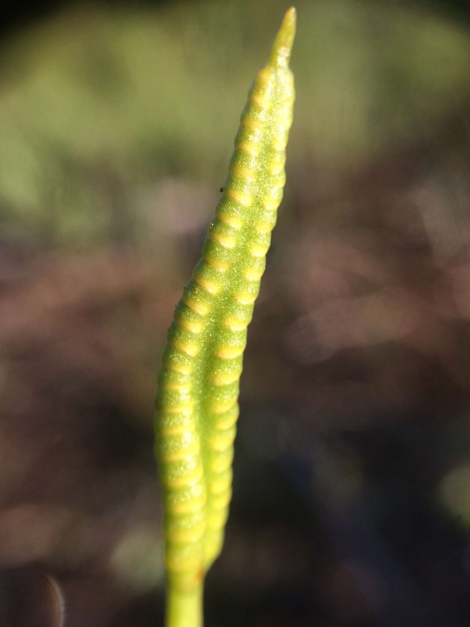 Image of adder's-tongue