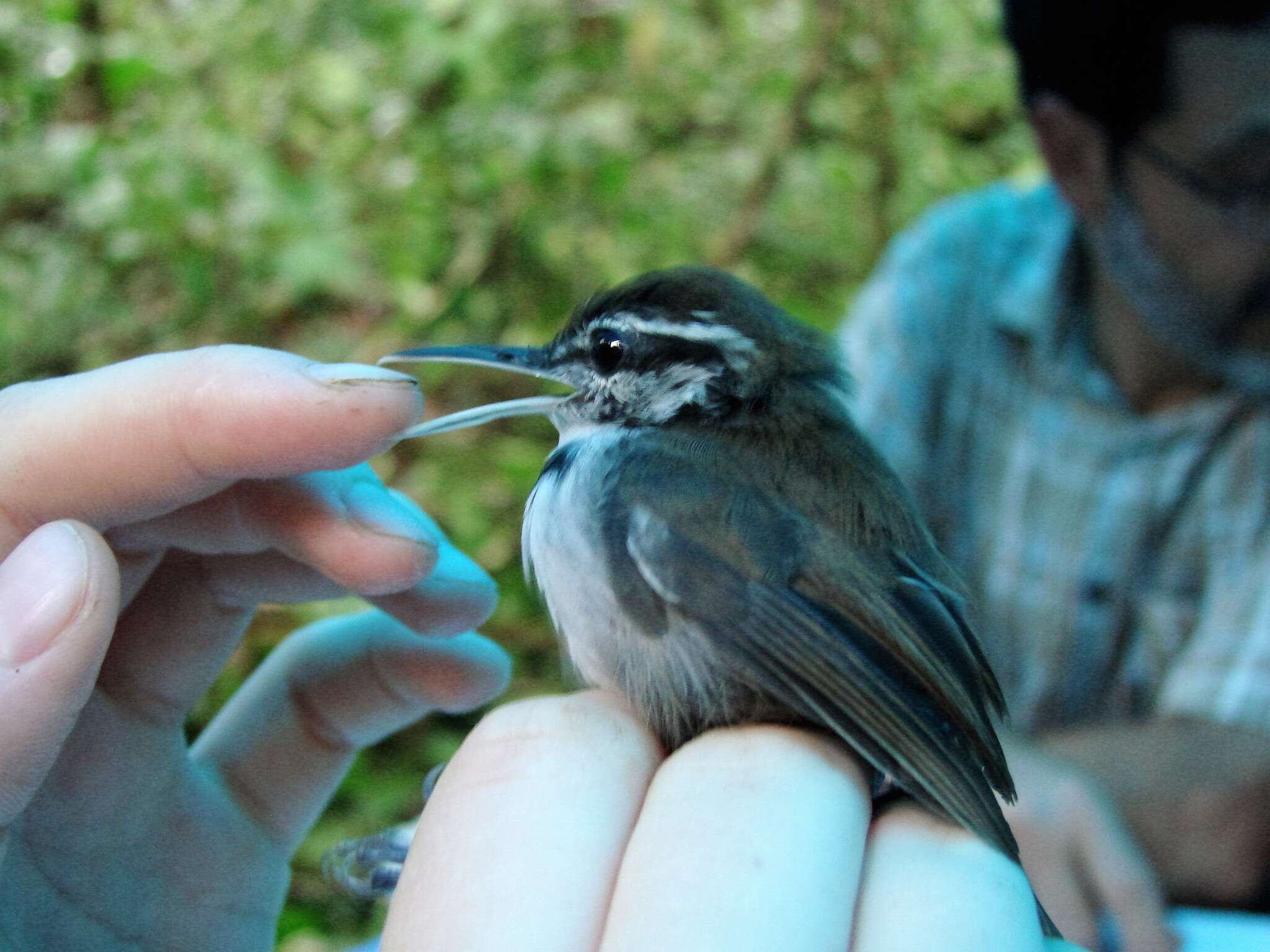 Image of Collared Gnatwren