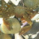 Image of chocolate porcelain crab