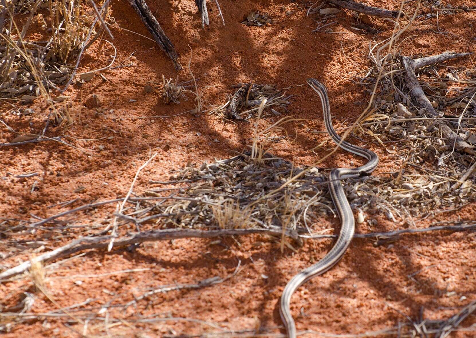 Image of Cape Sand Snake