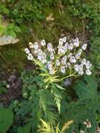 Image of big-leaf yarrow