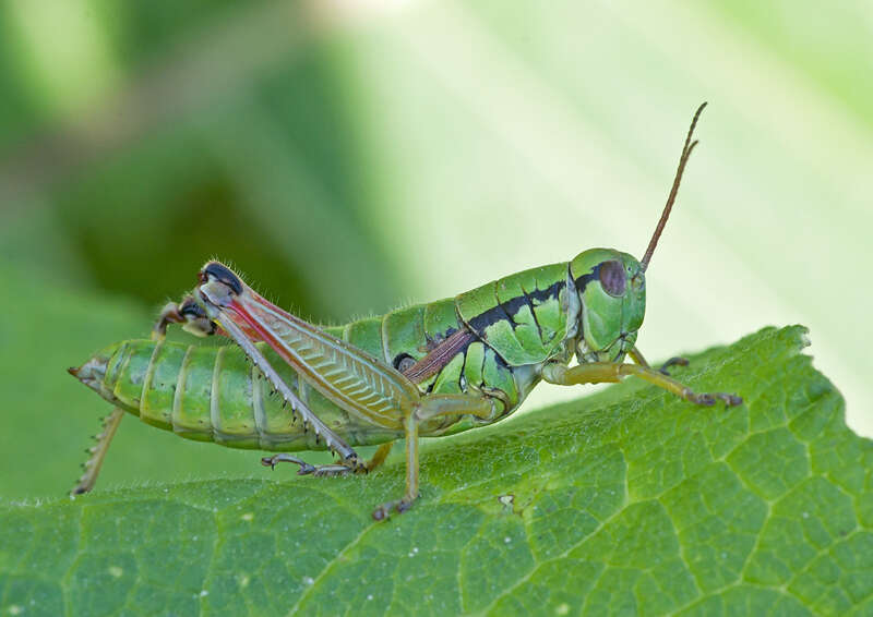 Pseudopodisma transilvanica Galvagni & Fontana 1993 resmi