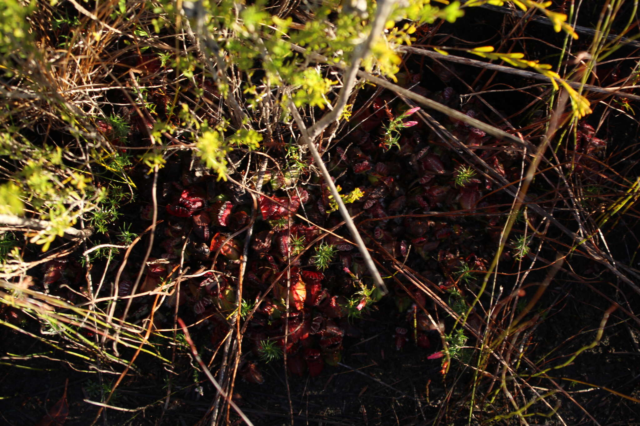 Image of Albany pitcher plant, Australian pitcher plant