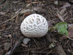 Imagem de Lycoperdon subcretaceum (Zeller) Jeppson & E. Larss. 2010