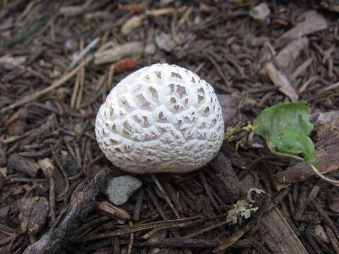 Image de Lycoperdon subcretaceum (Zeller) Jeppson & E. Larss. 2010