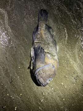 Image of China rockfish