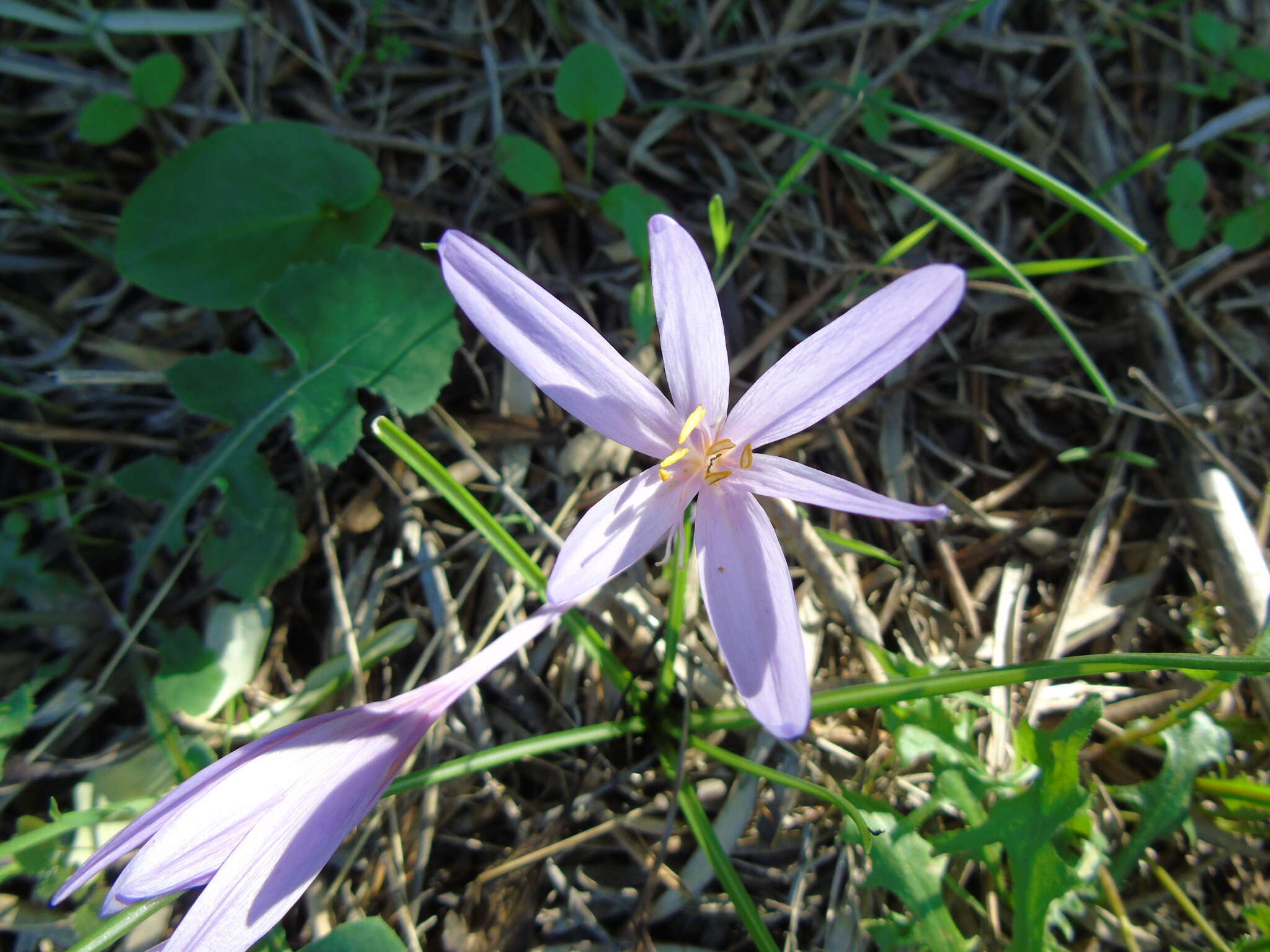 Image of Colchicum cupanii Guss.