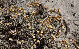 Image of Helichrysum cochleariforme DC.