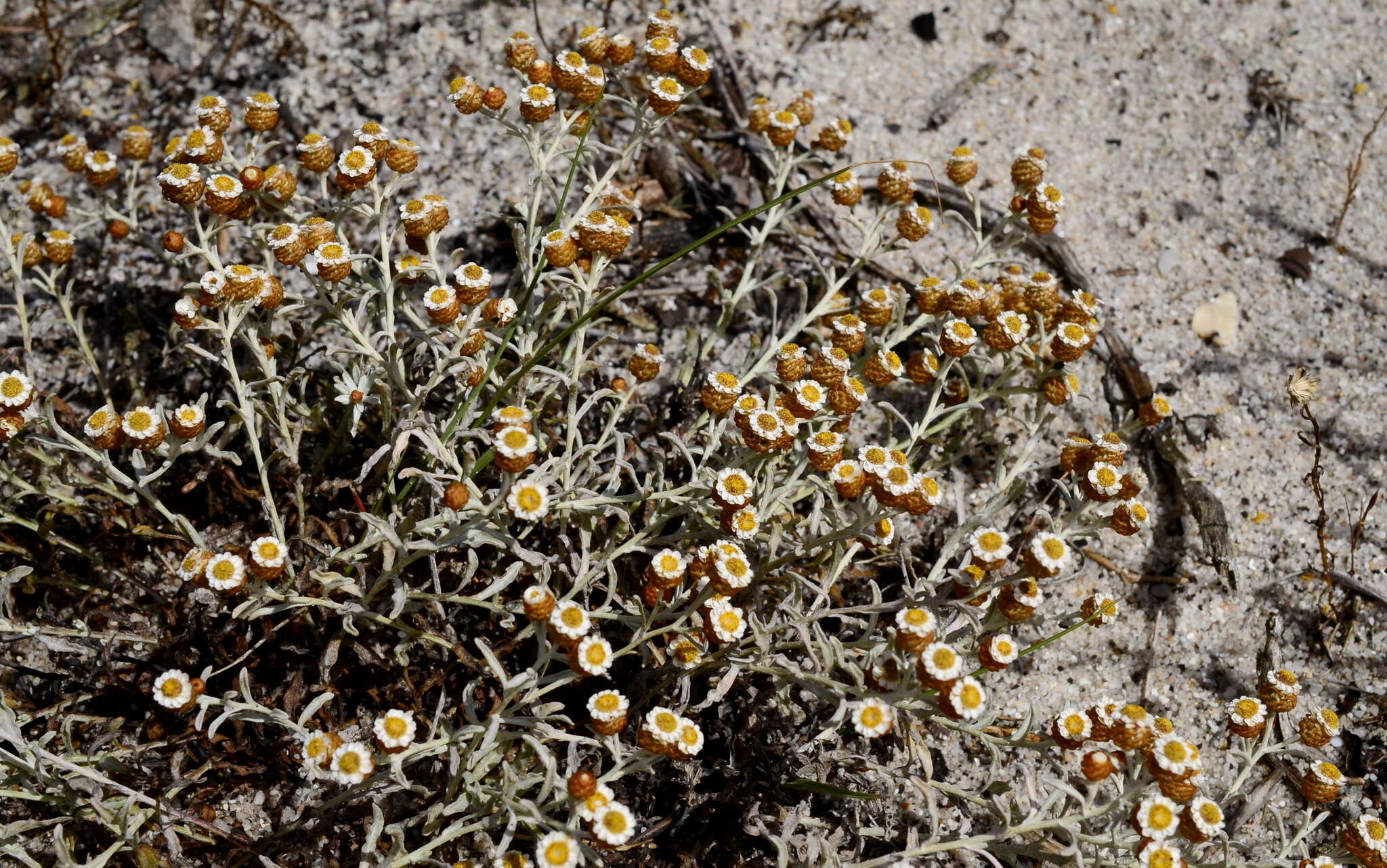 Image of Helichrysum cochleariforme DC.