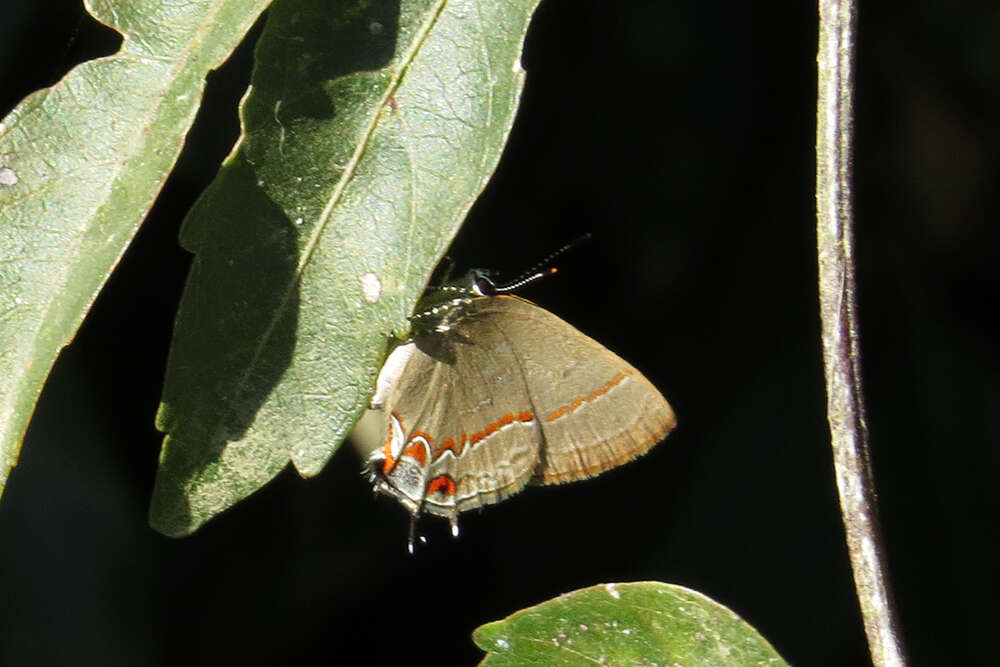 Image of Calycopis caulonia (Hewitson (1877))