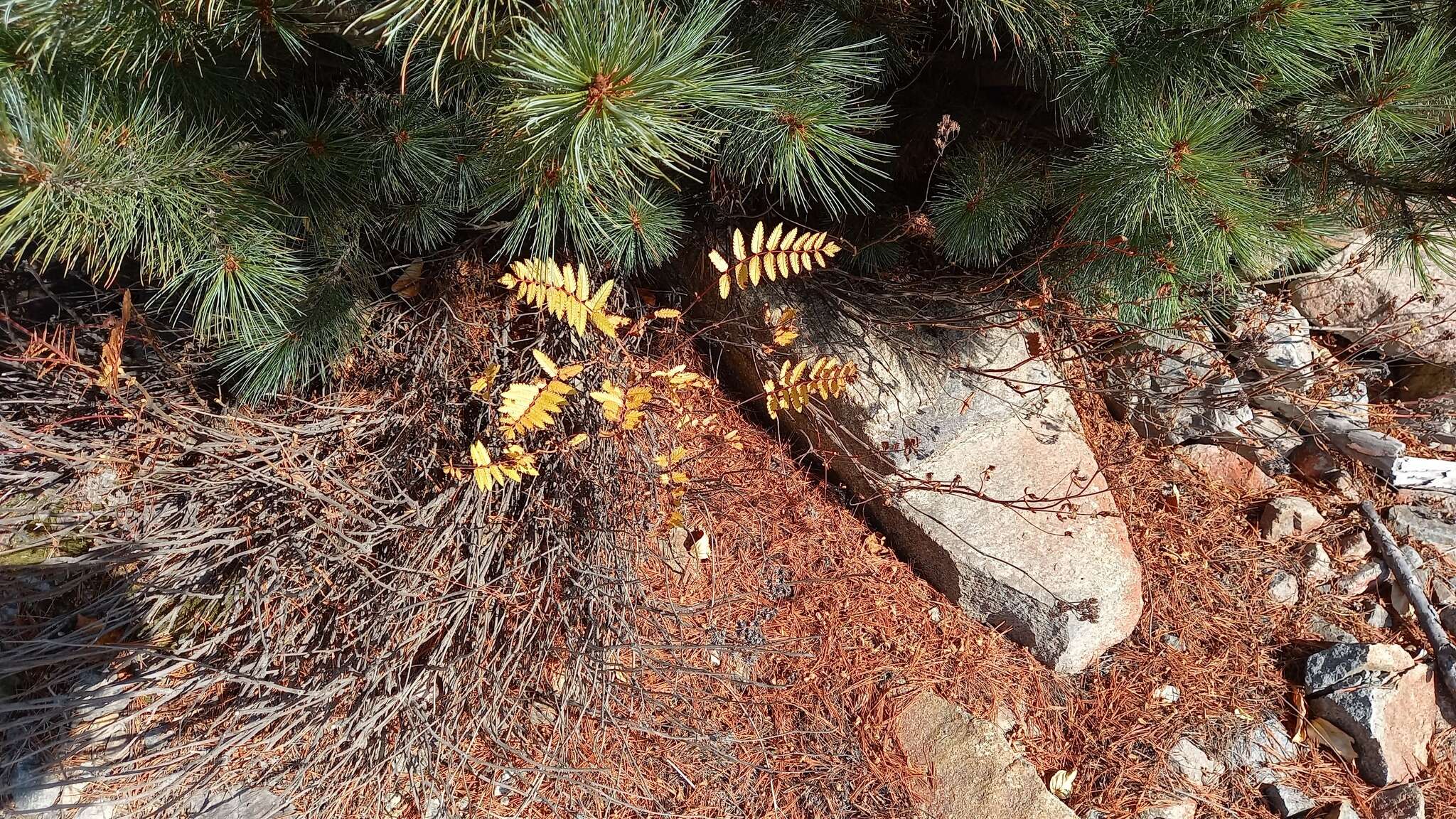 Sorbaria pallasii (G. Don) Pojark.的圖片