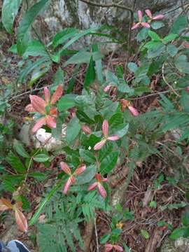 Imagem de Quercus tarokoensis Hayata