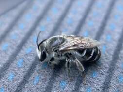 Image of Broad-footed Cellophane Bee