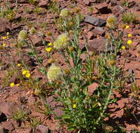 Image of Ptilotus clementii (Farmar) Benl