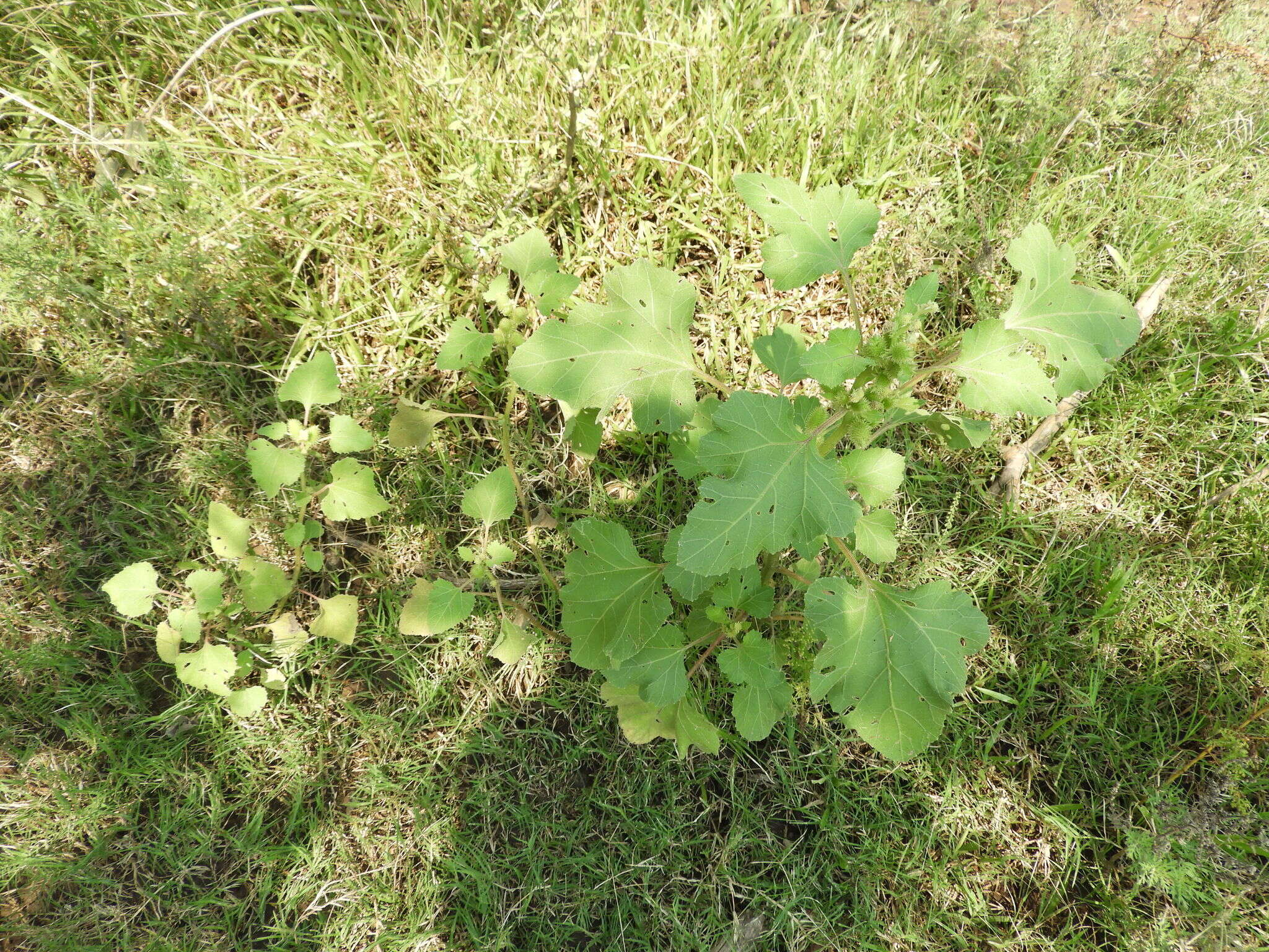 Image of Xanthium orientale subsp. italicum (Moretti) Greuter