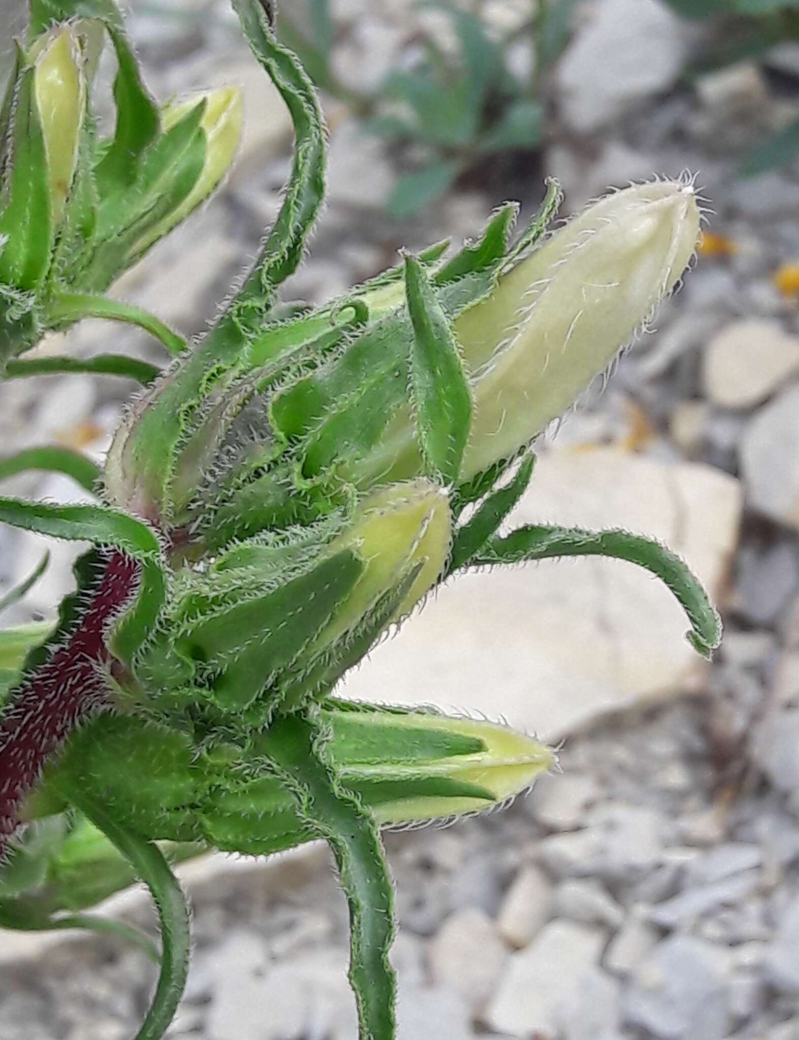 Image of Campanula speciosa Pourr.