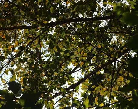 Image de Ficus talbotii King