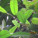 Image of Ficus globosa Bl.