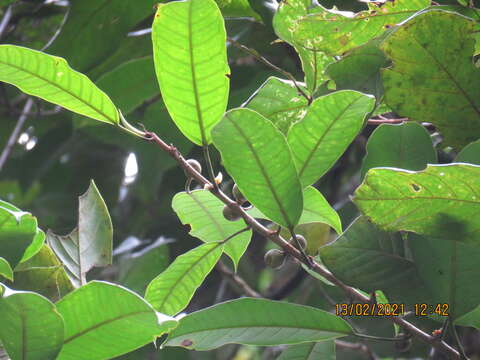 Image of Ficus globosa Bl.