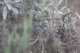 Image of Coastal California gnatcatcher