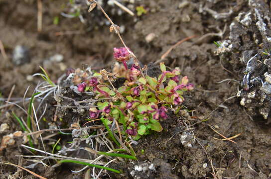 Image of Dahurian Willowherb