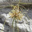 Image of flatsedge