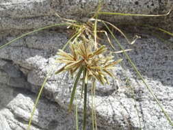 Image of flatsedge