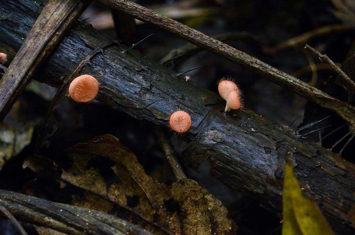 Image of Cookeina tricholoma (Mont.) Kuntze 1891