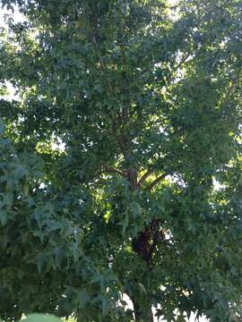 Image of American Sweetgum