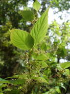 Image of Perrottetia arisanensis Hayata