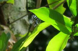 Imagem de <i>Tirumala hamata</i>