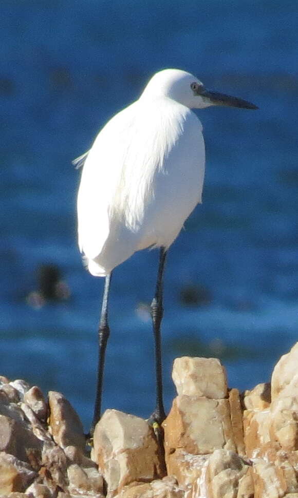 Image of Egretta garzetta garzetta (Linnaeus 1766)