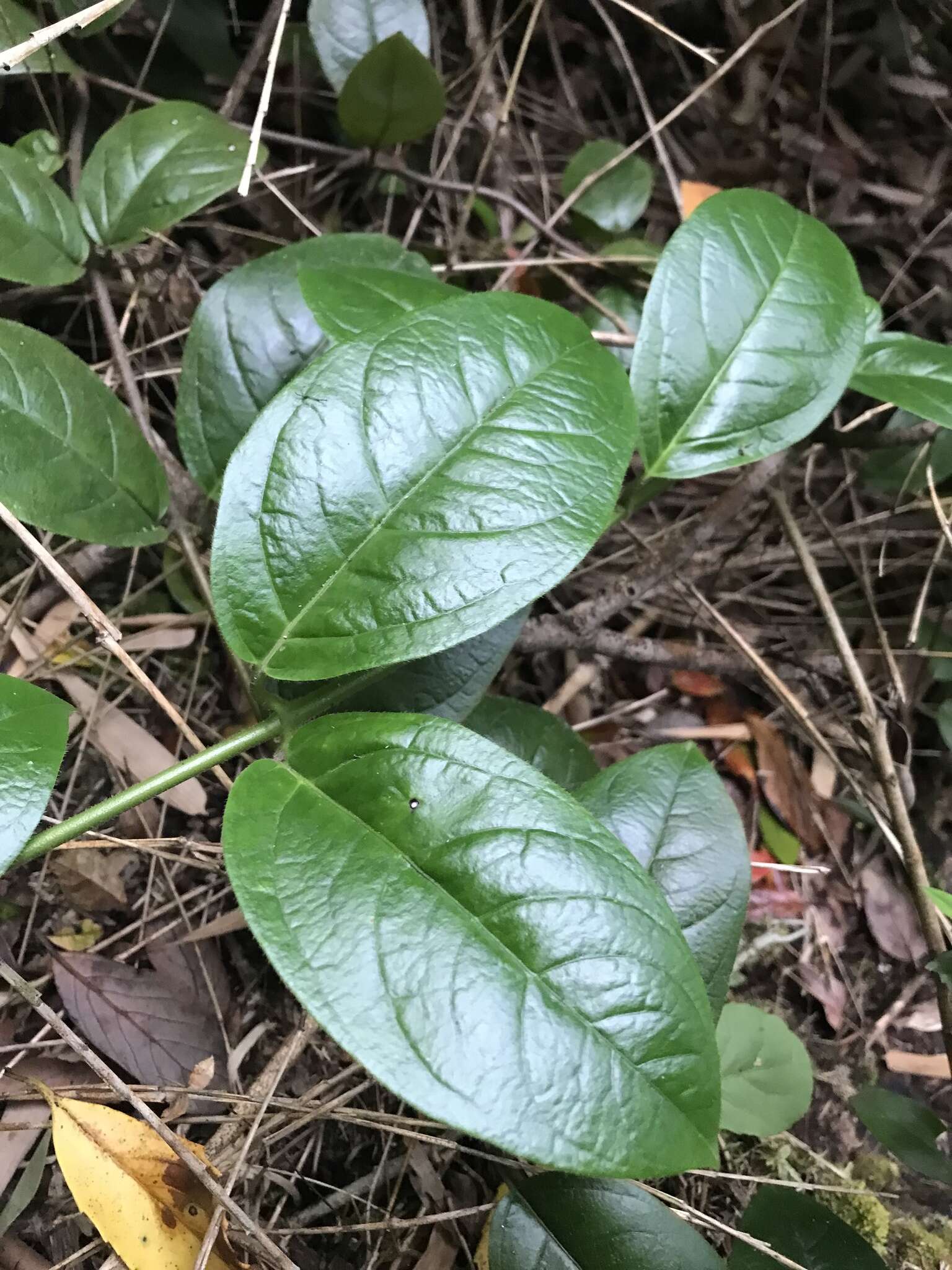 Image of Mandevilla pubescens (Willd. ex Roem. & Schult.) J. F. Morales