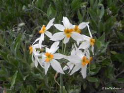 Imagem de Leucocoryne coronata Ravenna