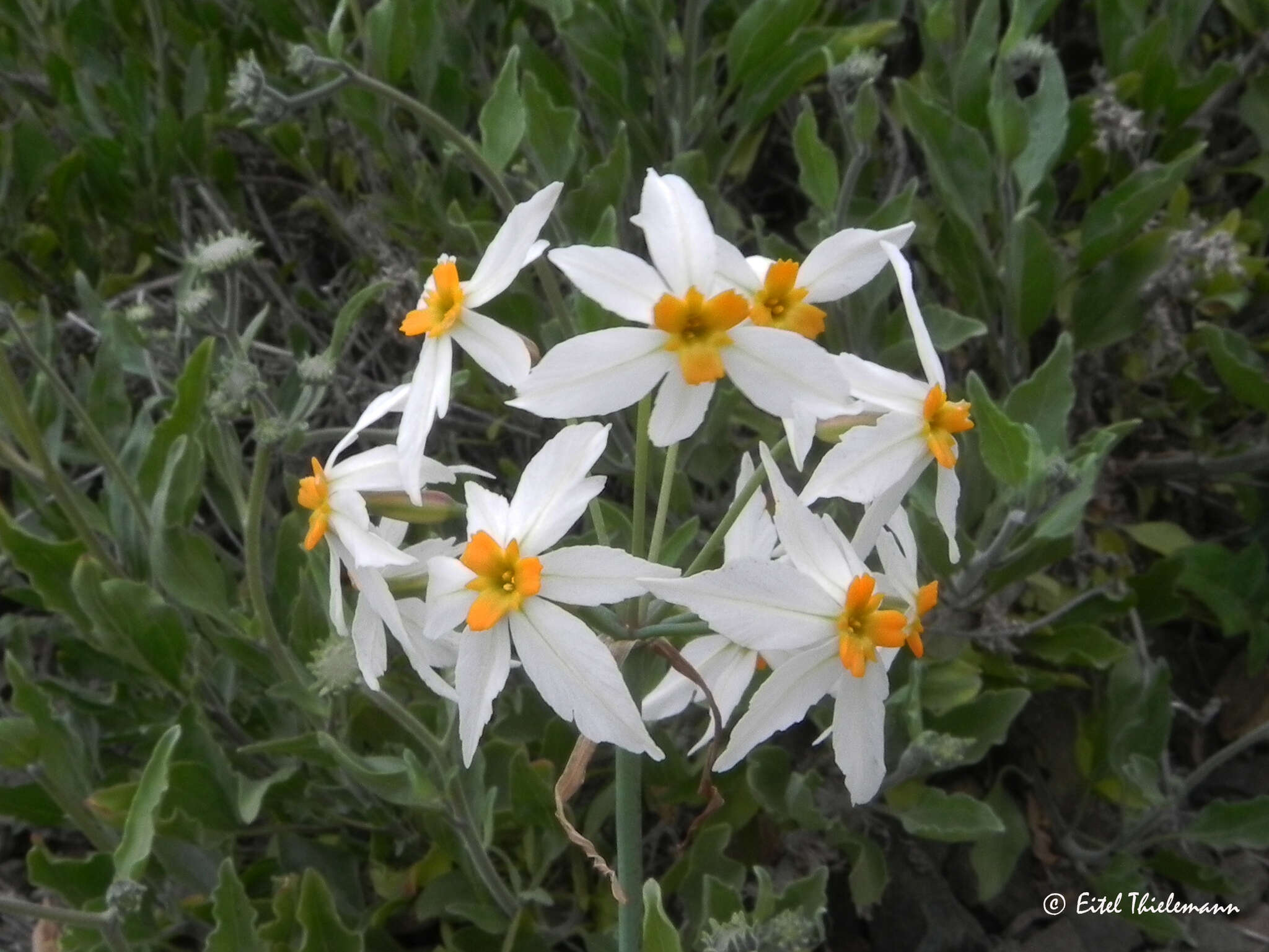 Imagem de Leucocoryne coronata Ravenna