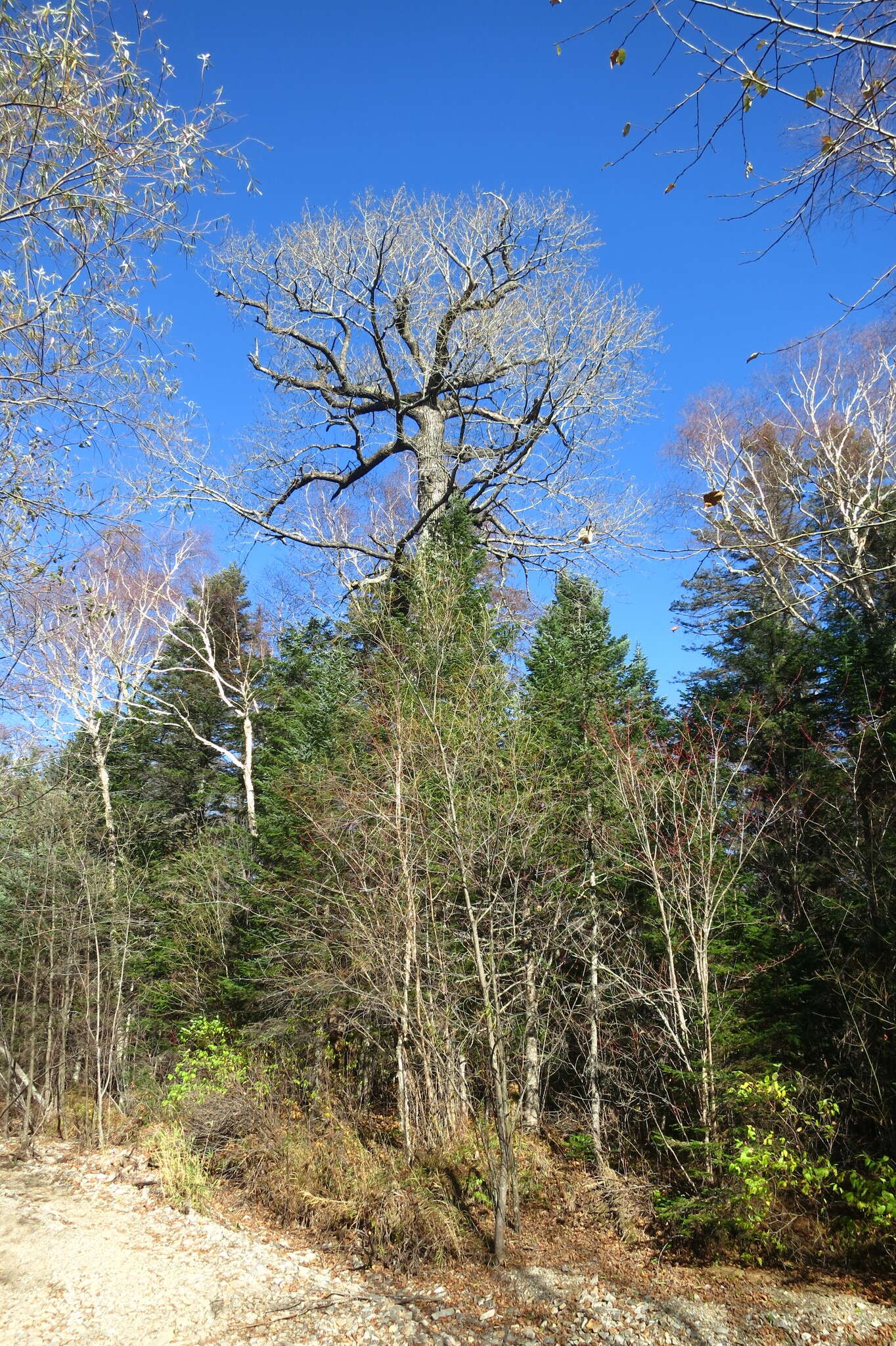 Image of Japanese poplar