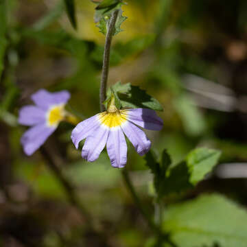 Image of Scaevola microphylla (de Vriese) Benth.