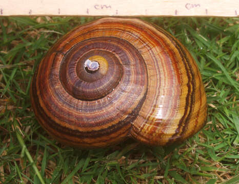 Image of <i>Powelliphanta <i>hochstetteri</i></i> hochstetteri