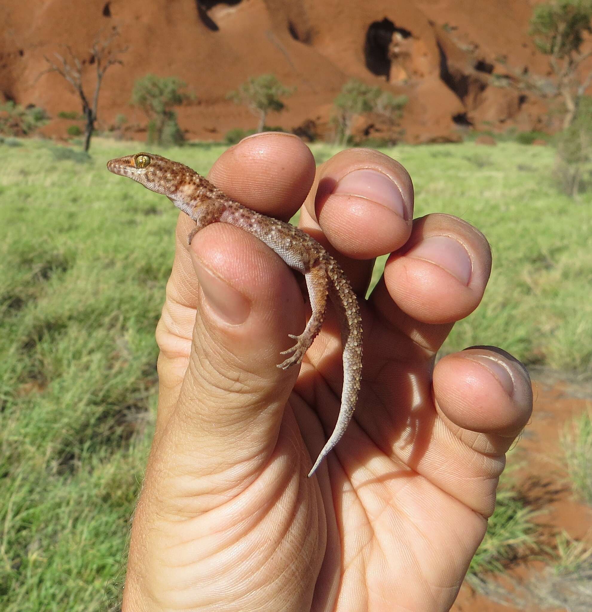 Image of Bynoe's gecko