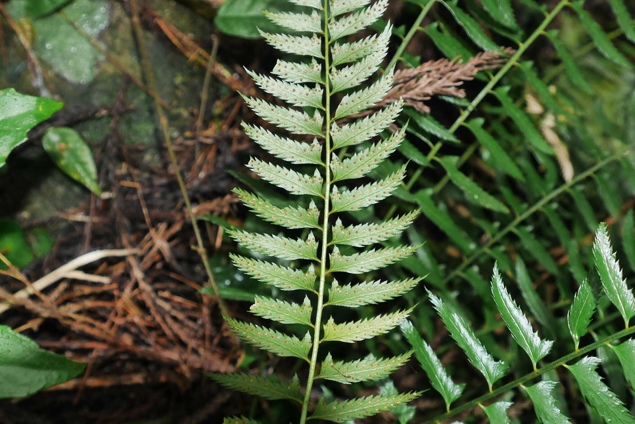 Polystichum formosanum Rosenst. resmi