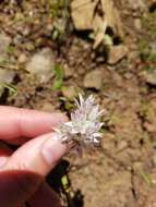 Image of Cuddy Mountain onion