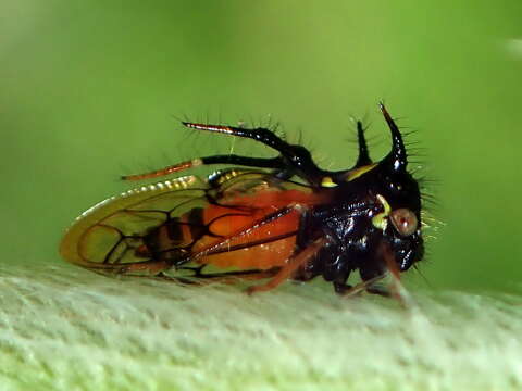 Imagem de Cyphonia trifida Fabricius