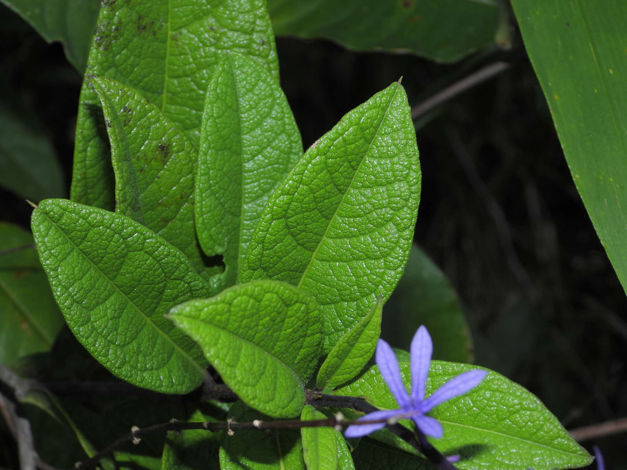 Image of Petrea bracteata Steud.