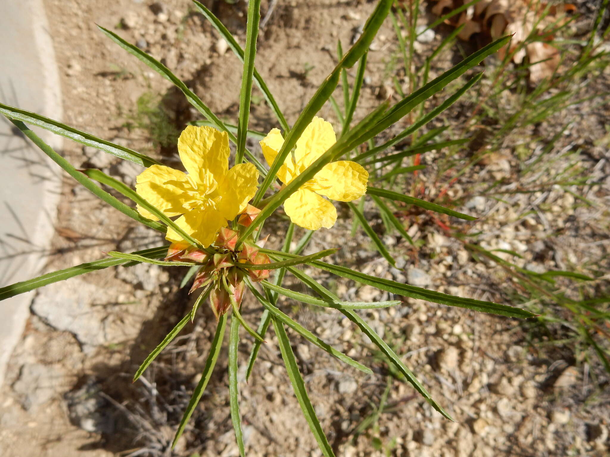 Plancia ëd Oenothera berlandieri subsp. pinifolia (Engelm.) W. L. Wagner & Hoch