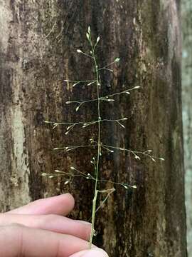 Image of Woodland Blue Grass