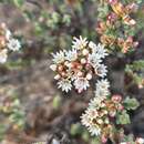 Sivun Darwinia salina L. A. Craven & S. R. Jones kuva