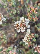 Image of Darwinia salina L. A. Craven & S. R. Jones